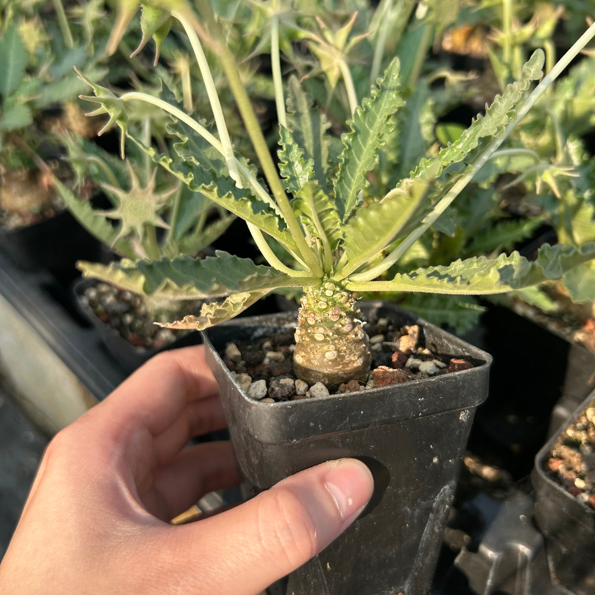 Dorstenia sp.nov-Dorstenia-H3-4cm-image-5