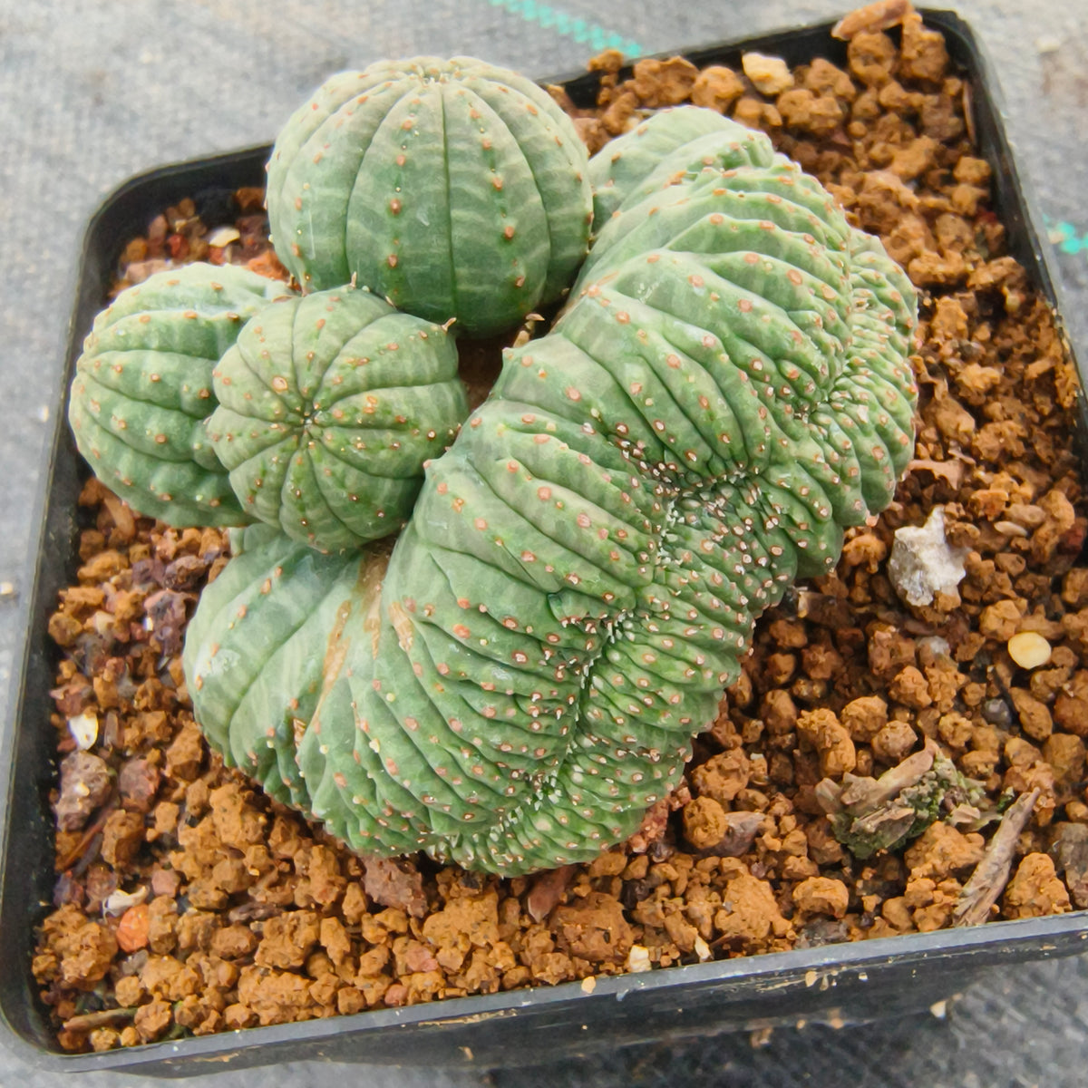 Euphorbia obesa |Mutation|WYSIWYG-Euphorbia-W5-8cm-image-1