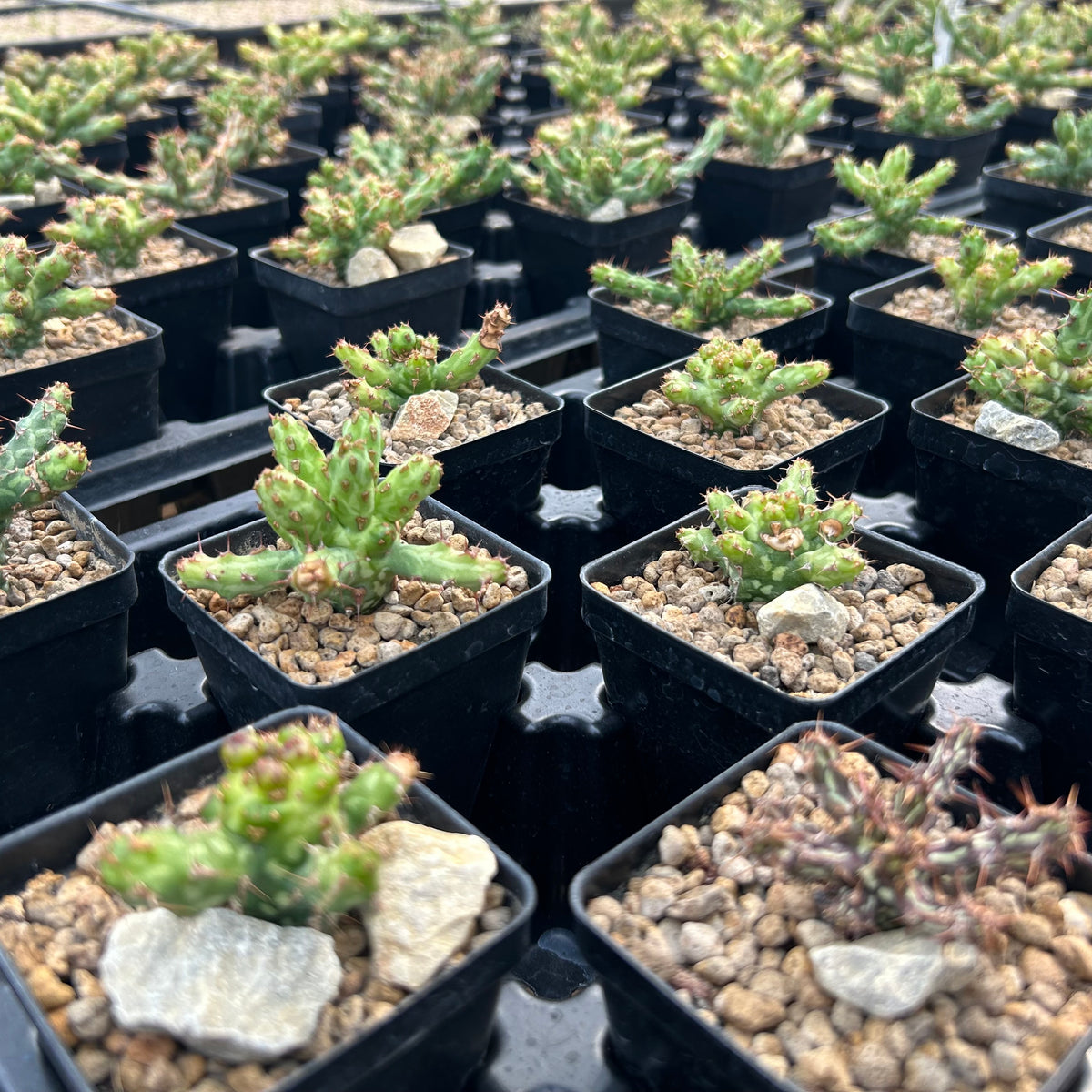 Euphorbia actinoclada-Euphorbia-W4-6cm&W8-10cm-image-6