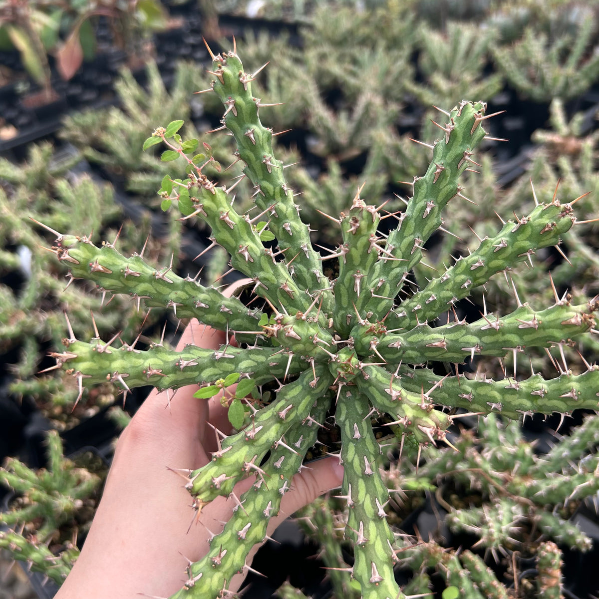 Euphorbia actinoclada-Euphorbia-W4-6cm&W8-10cm-image-9