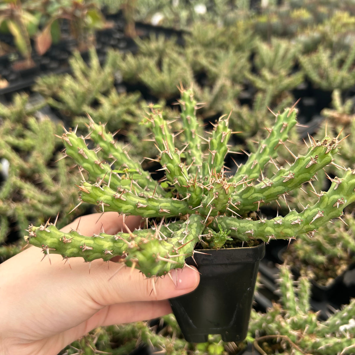 Euphorbia actinoclada-Euphorbia-W4-6cm&W8-10cm-image-10