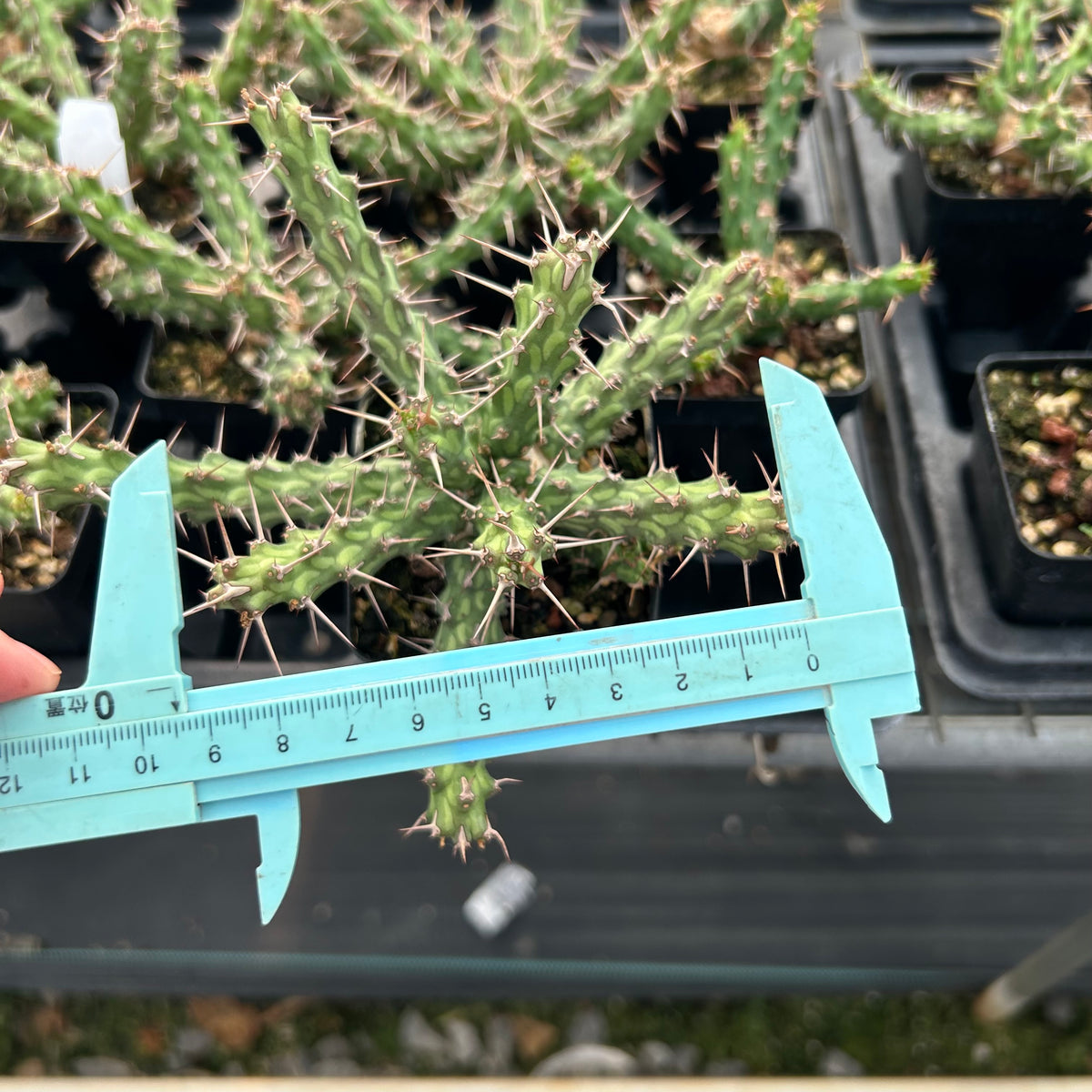 Euphorbia actinoclada-Euphorbia-W4-6cm&W8-10cm-image-15