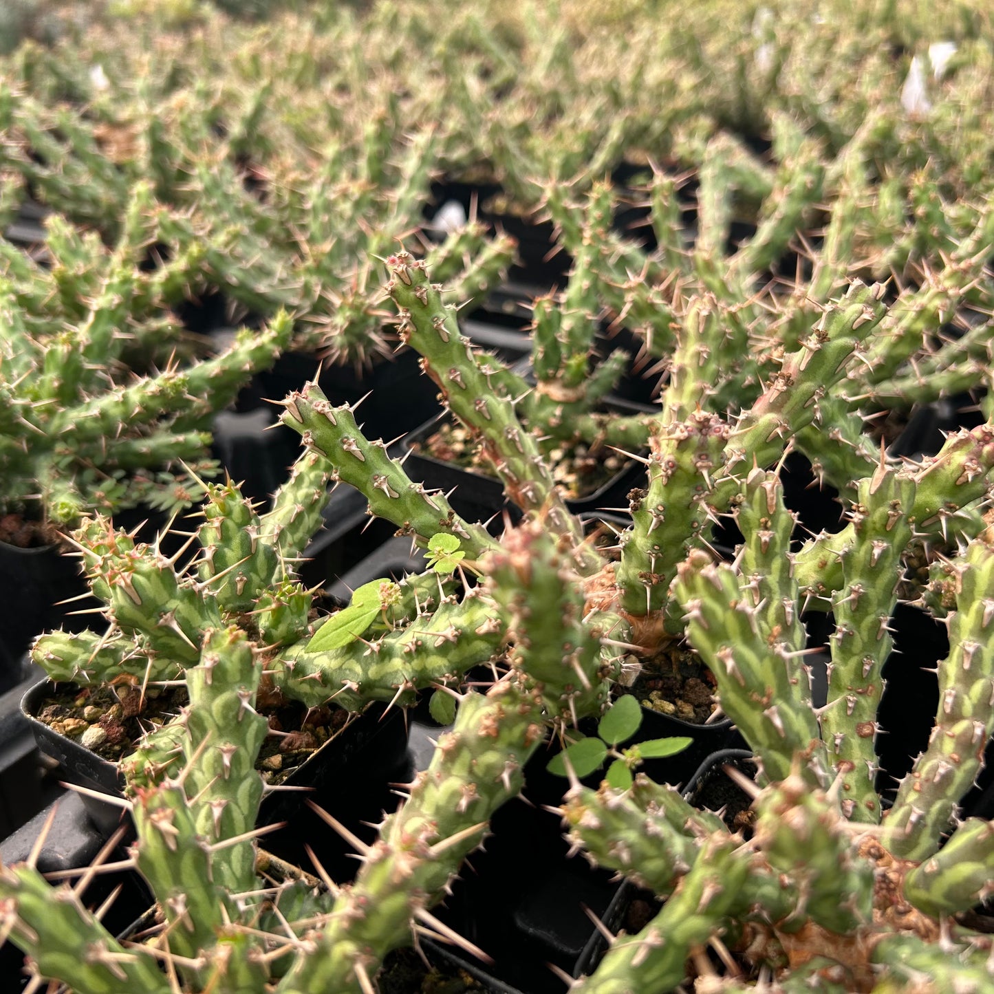 Euphorbia actinoclada | Seed-grown | W8-10cm