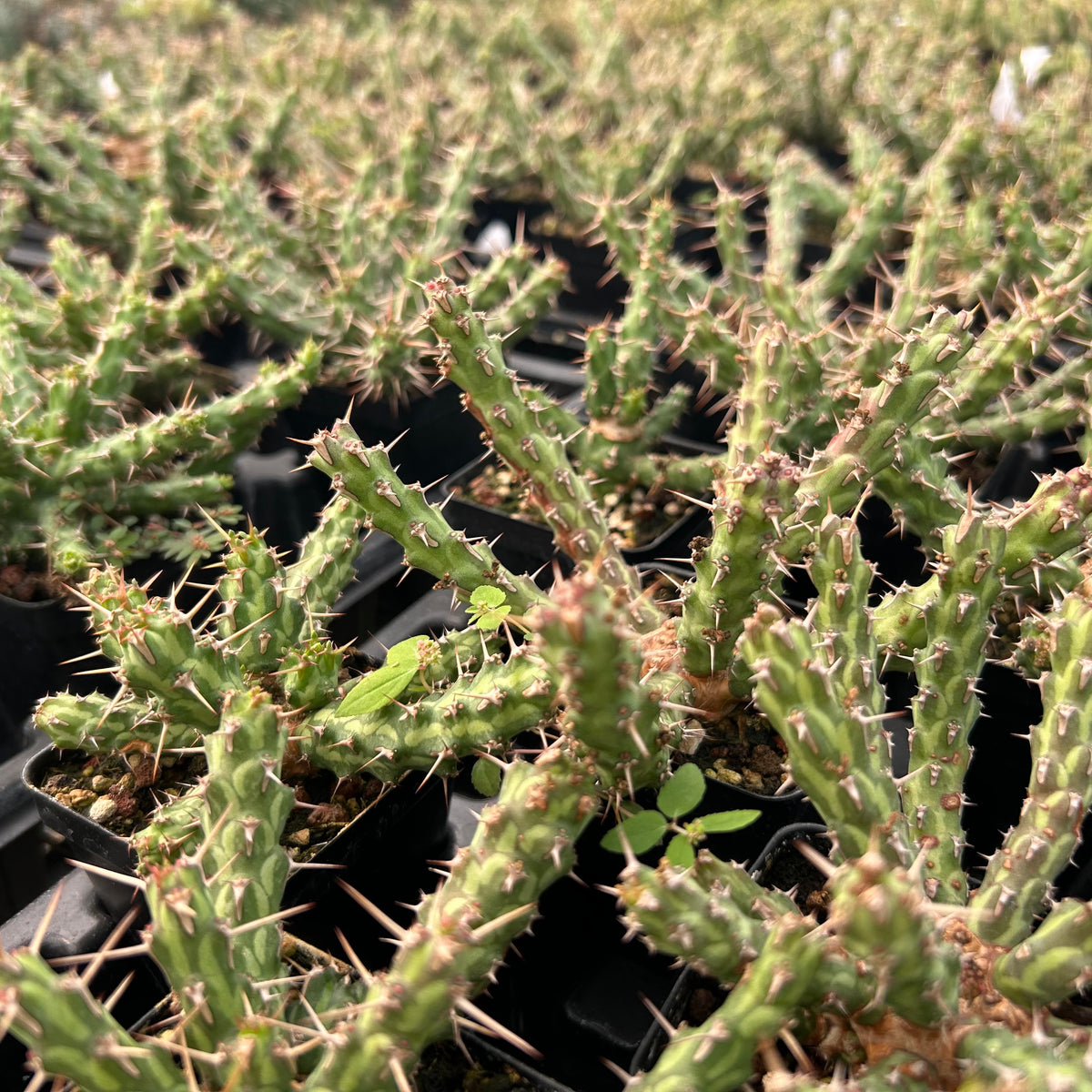 Euphorbia actinoclada-Euphorbia-W4-6cm&W8-10cm-image-8