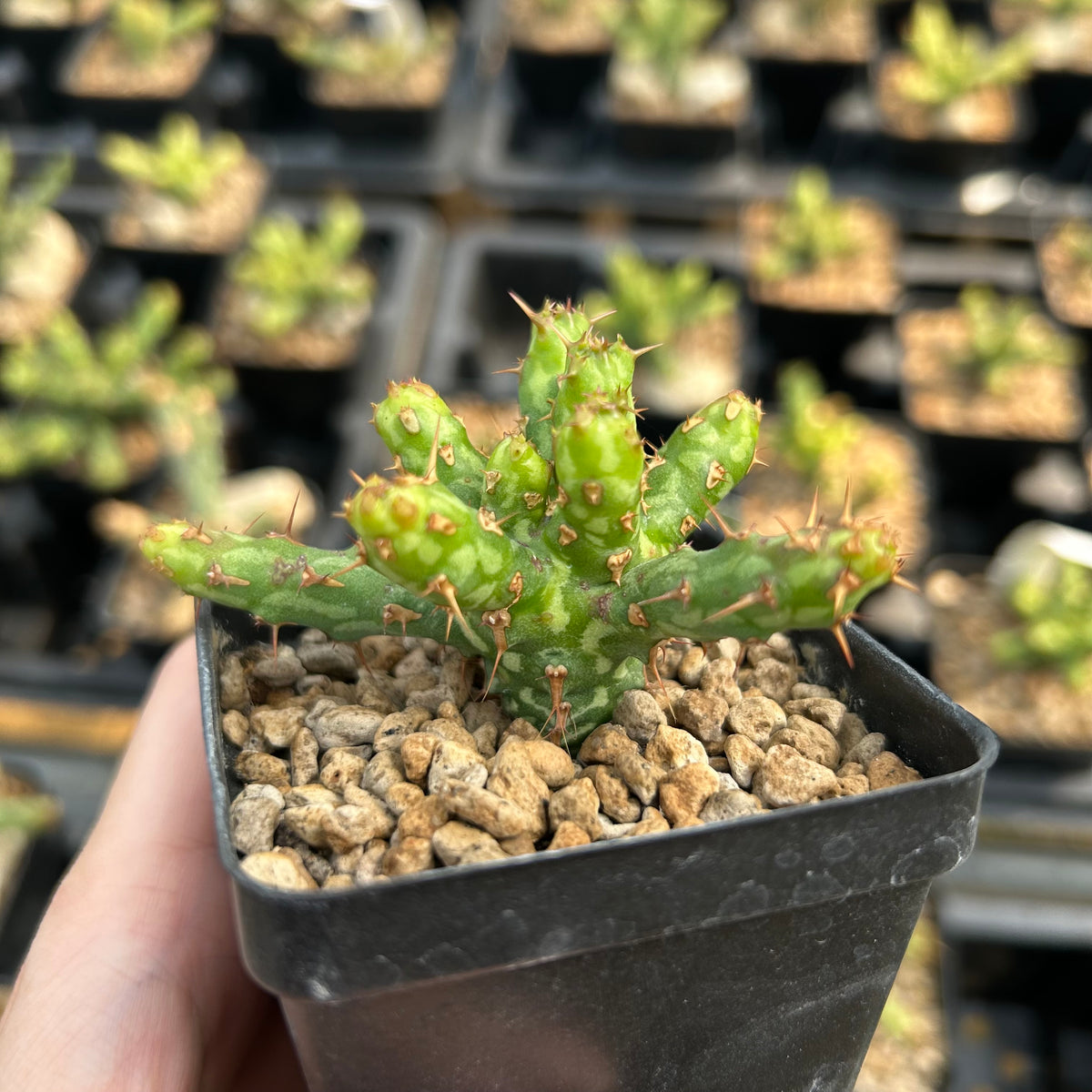 Euphorbia actinoclada-Euphorbia-W4-6cm&W8-10cm-image-2