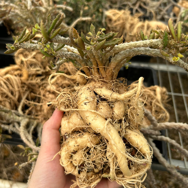 Euphorbia cap-saintemariensis - BotanicalCollector