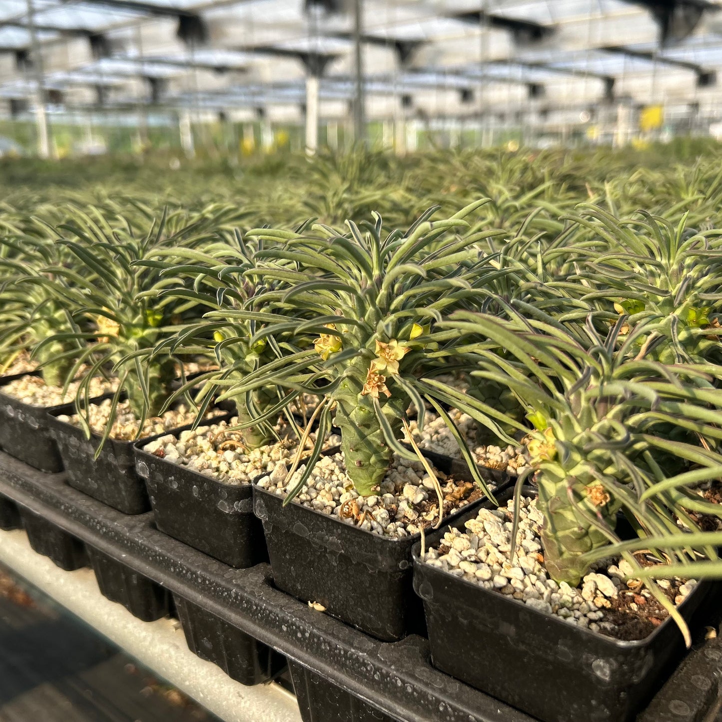 Euphorbia clandestina | Seed-grown | h4-6cm