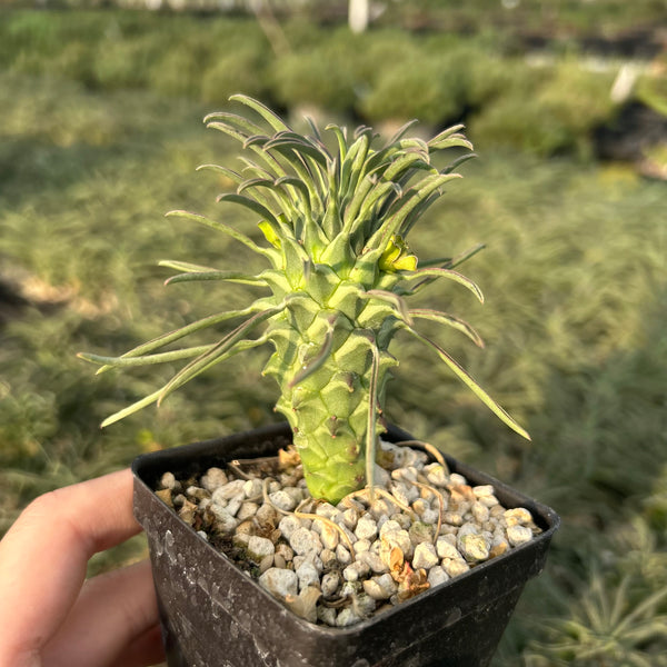 Euphorbia clandestina - BotanicalCollector