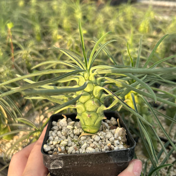 Euphorbia clava - BotanicalCollector