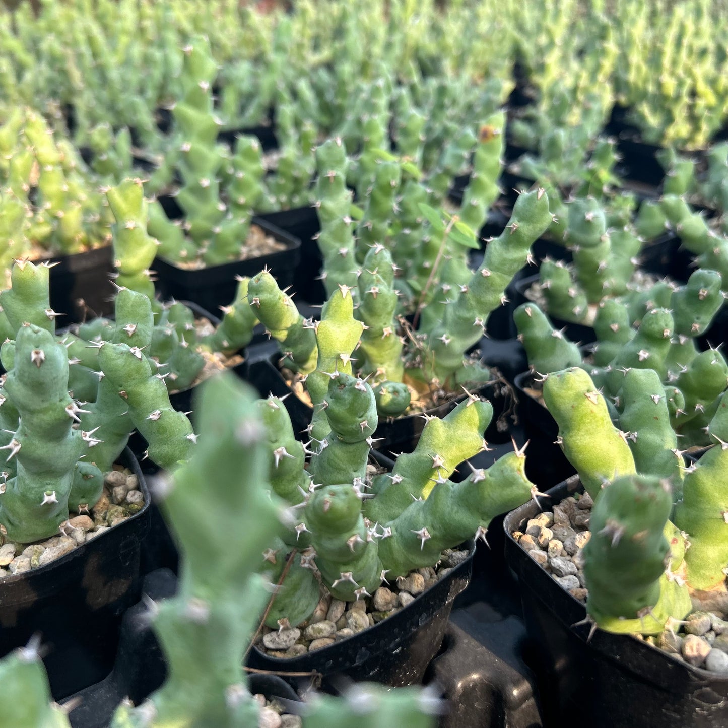 Euphorbia clivicola | Seed-grown | W4-6CM