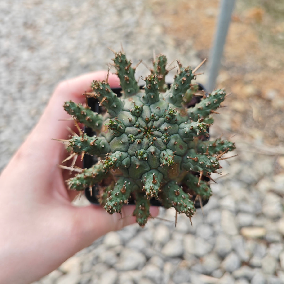 Euphorbia crassipes-Euphorbia-W6cm-image-2
