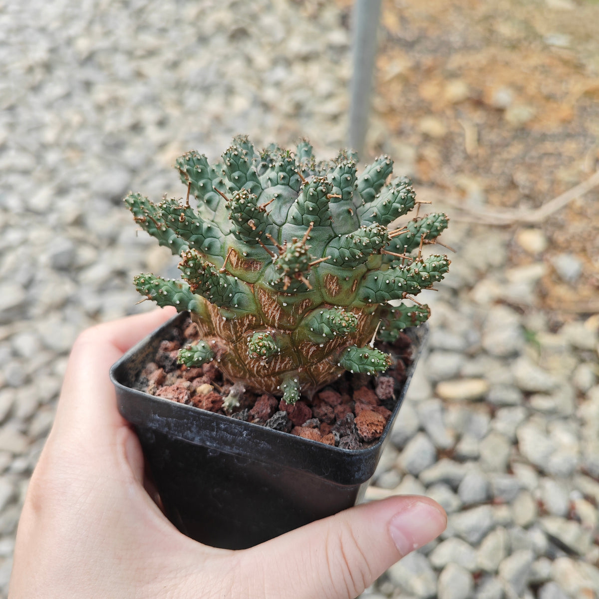 Euphorbia crassipes-Euphorbia-W6cm-image-3
