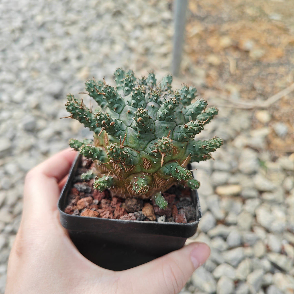 Euphorbia crassipes-Euphorbia-W6cm-image-4