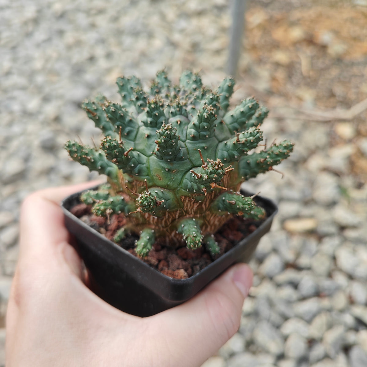 Euphorbia crassipes-Euphorbia-W6cm-image-5
