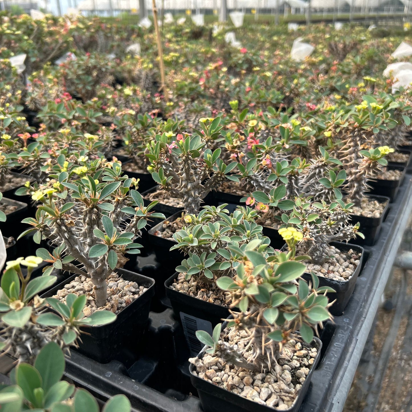 Euphorbia duranii | Seed-grown | H5cm