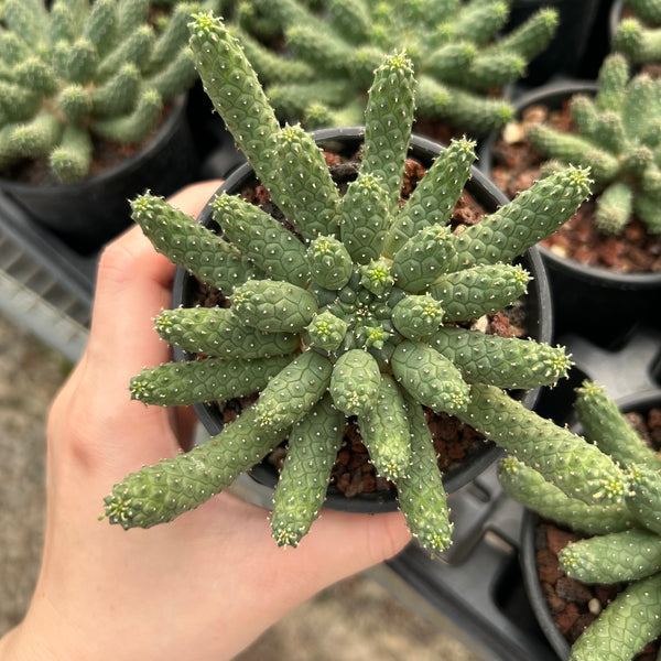 Euphorbia esculenta - BotanicalCollector