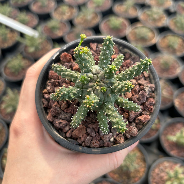 Euphorbia gamkensis - BotanicalCollector