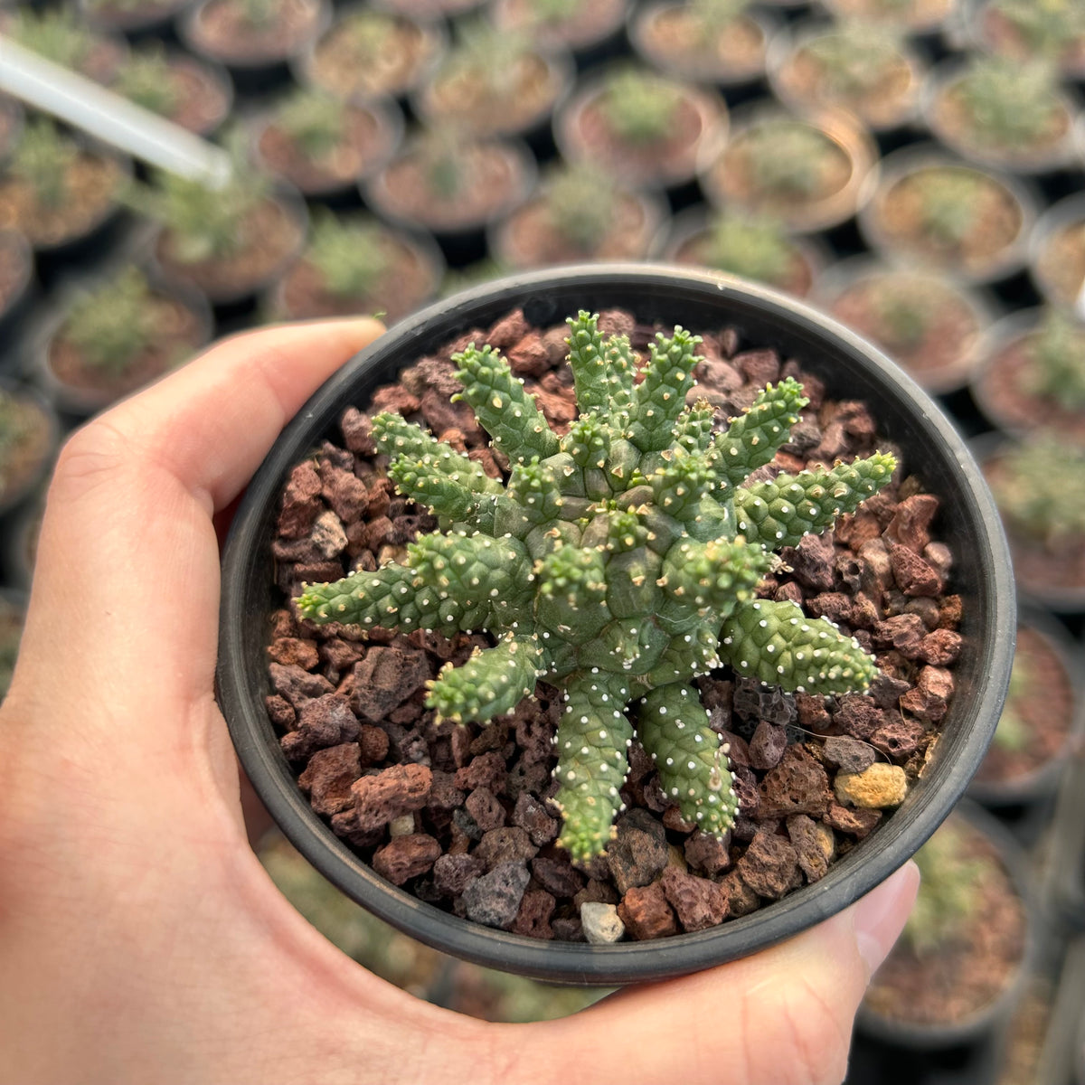 Euphorbia gamkensis-Euphorbia-W4-6cm-image-3