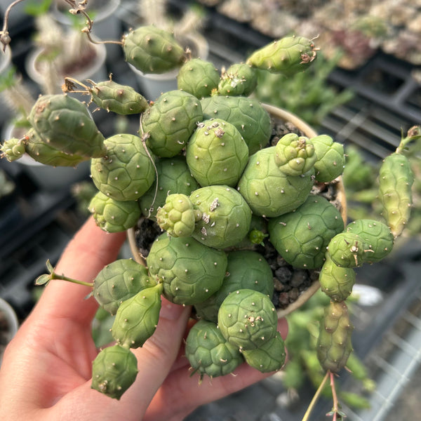 Euphorbia globosa - BotanicalCollector
