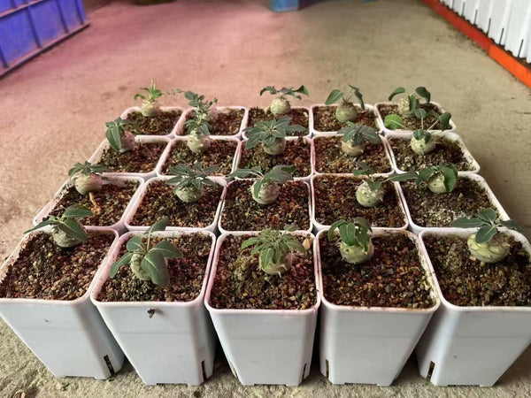 Euphorbia globulicaulis - BotanicalCollector