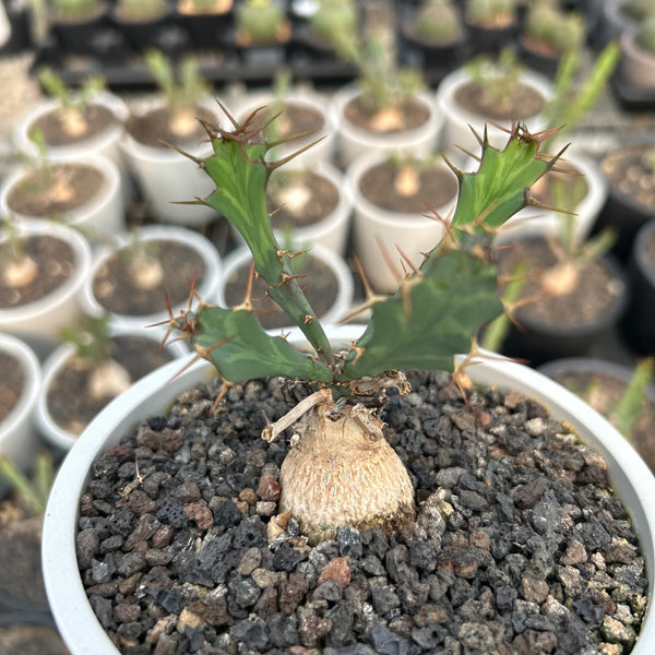 Euphorbia grandicornis - BotanicalCollector
