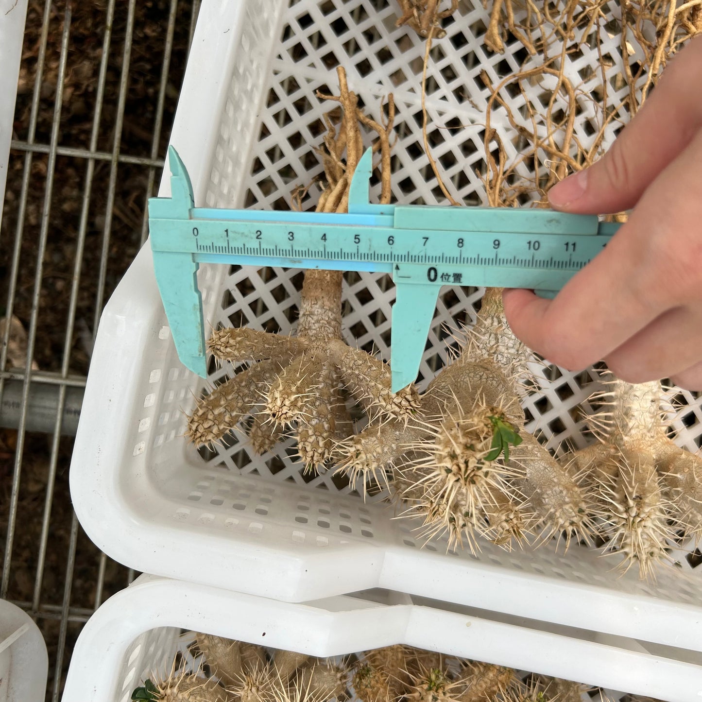 Euphorbia guillauminiana | Cutting | W5-6CM