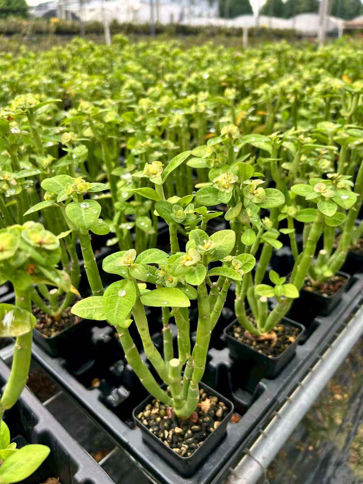 Euphorbia heterodoxa-Euphorbia-H8-10cm-image-3