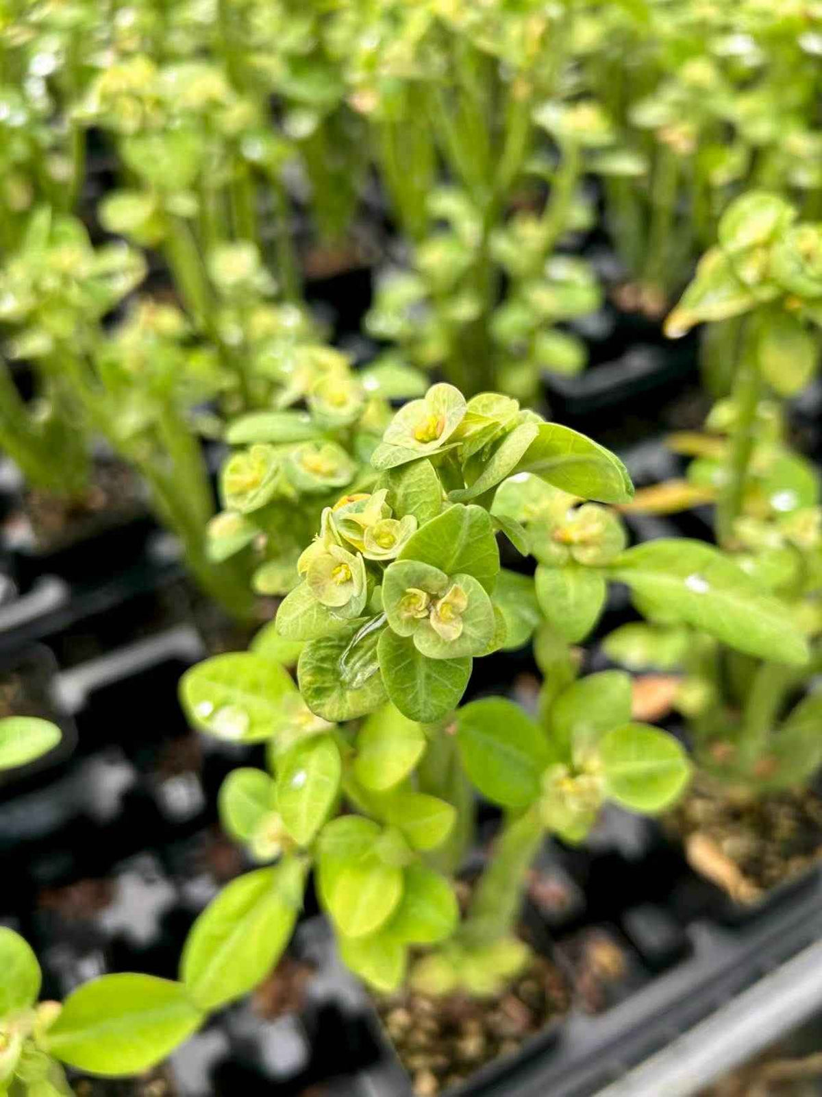 Euphorbia heterodoxa-Euphorbia-H8-10cm-image-2