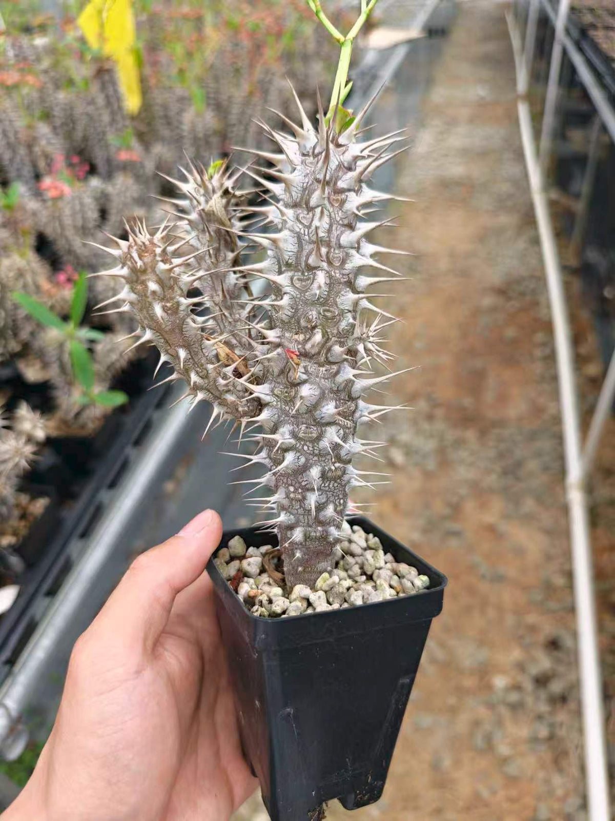 Euphorbia horombensis-Euphorbia-H10cm-image-2
