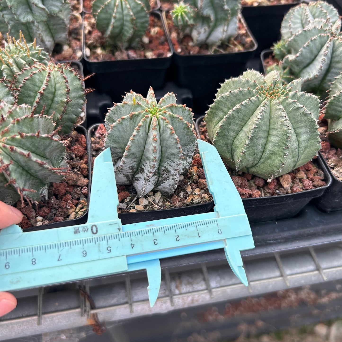 Euphorbia horrida/polygona | Seed-grown | W3-4CM