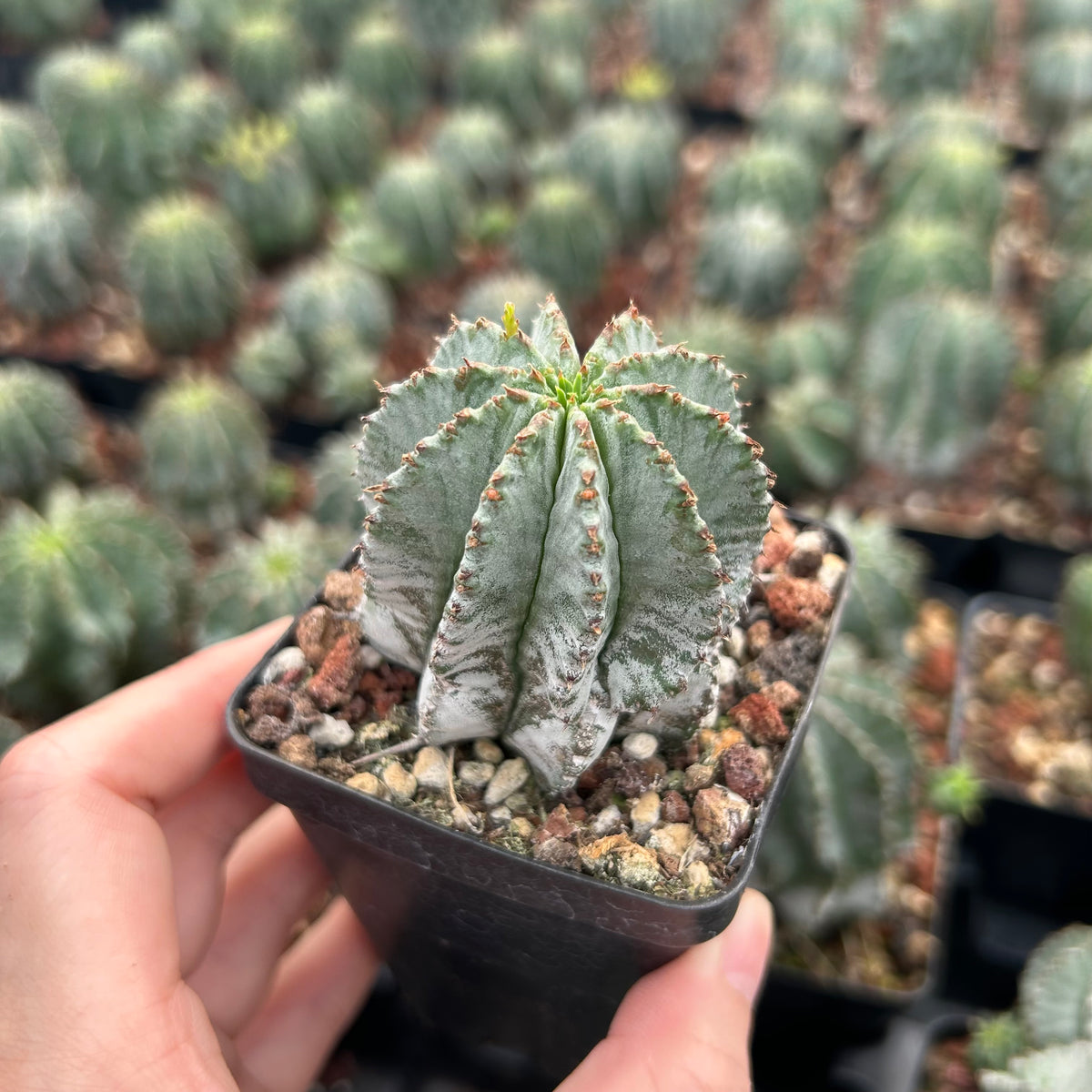 Euphorbia horrida |Euphorbia polygona-Euphorbia-W3-4CM-image-1