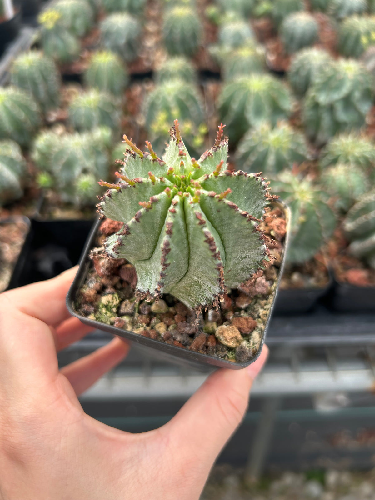 Euphorbia horrida |Euphorbia polygona-Euphorbia-W3-4CM-image-2