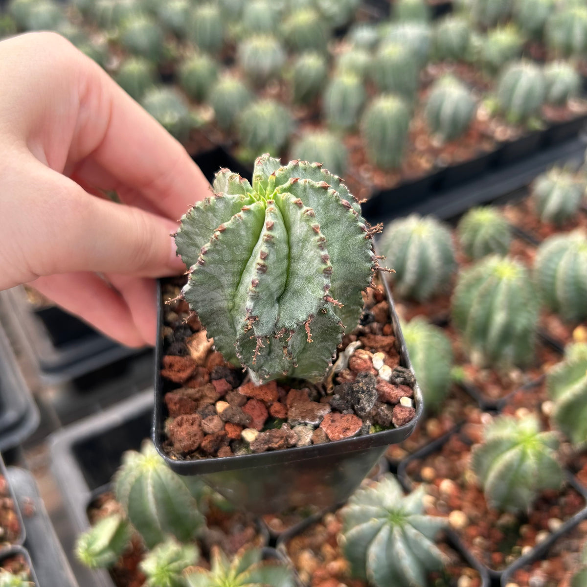 Euphorbia horrida |Euphorbia polygona-Euphorbia-W3-4CM-image-4
