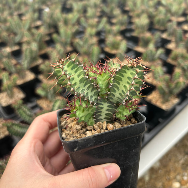 Euphorbia knobelii - BotanicalCollector
