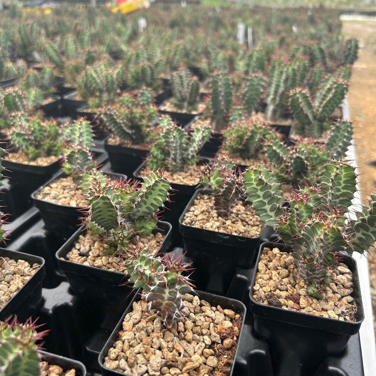 Euphorbia knobelii-Euphorbia-H3-5cm-image-4