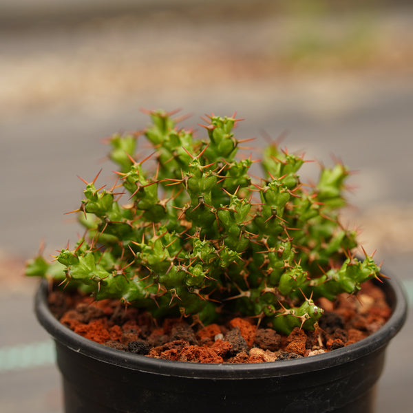 Euphorbia lenewtonii - BotanicalCollector