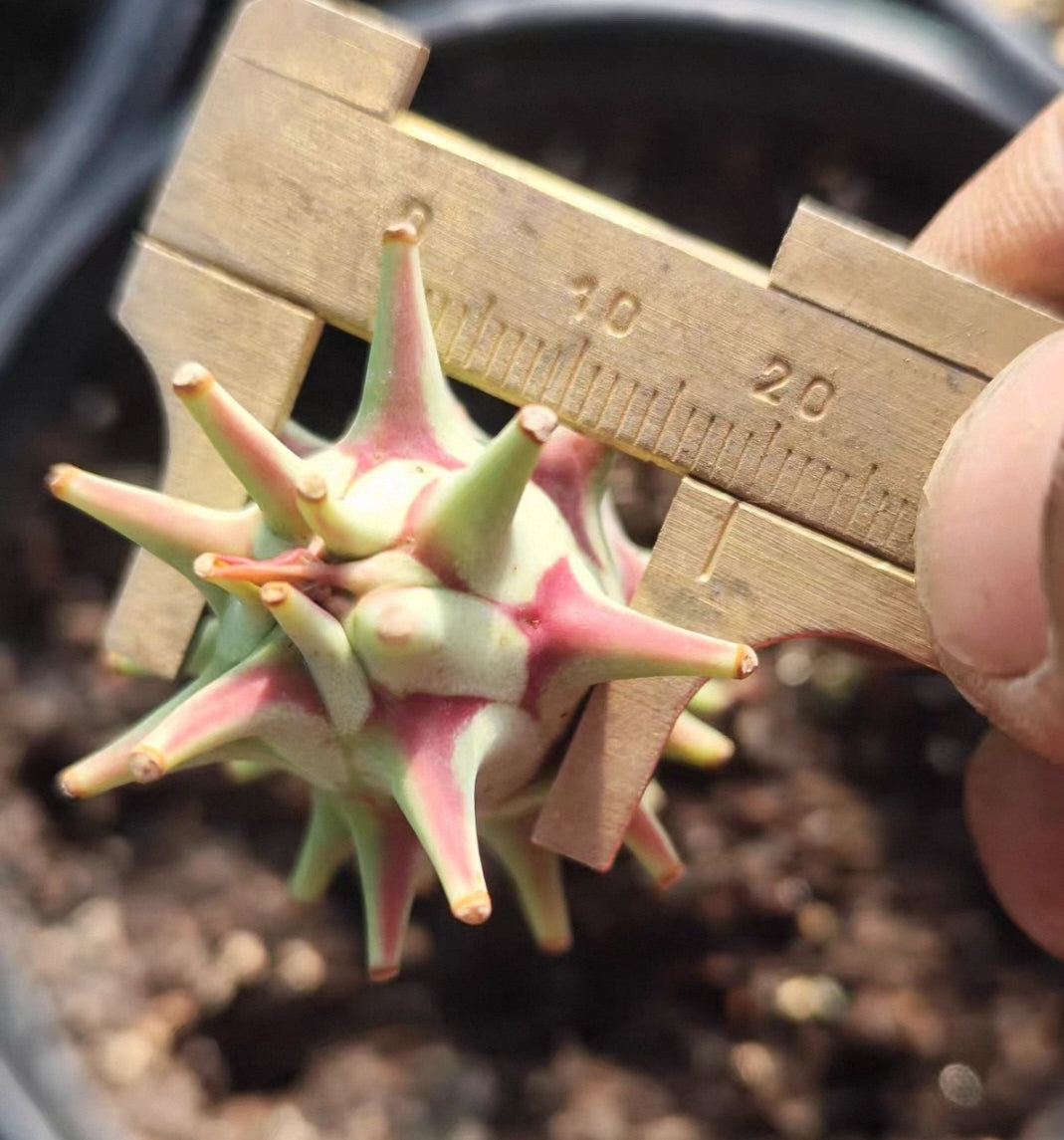 Euphorbia longituberculosa-Euphorbia-W2cm-image-3