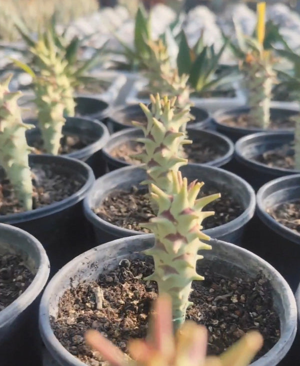 Euphorbia longituberculosa - BotanicalCollector