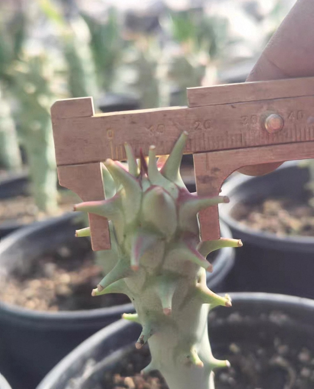 Euphorbia longituberculosa-Euphorbia-W2cm-image-2