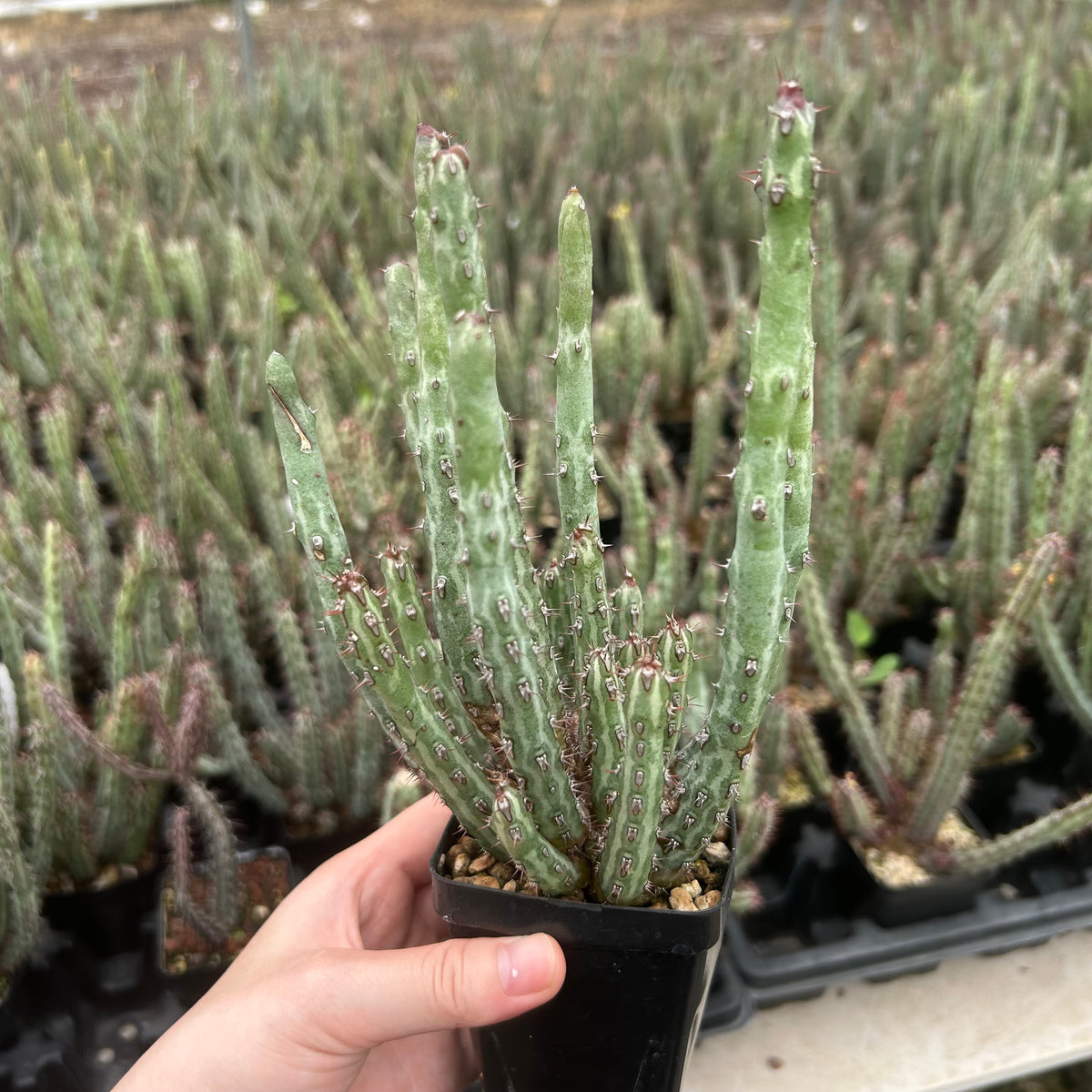 Euphorbia louwii-Euphorbia-H10-15cm-image-4