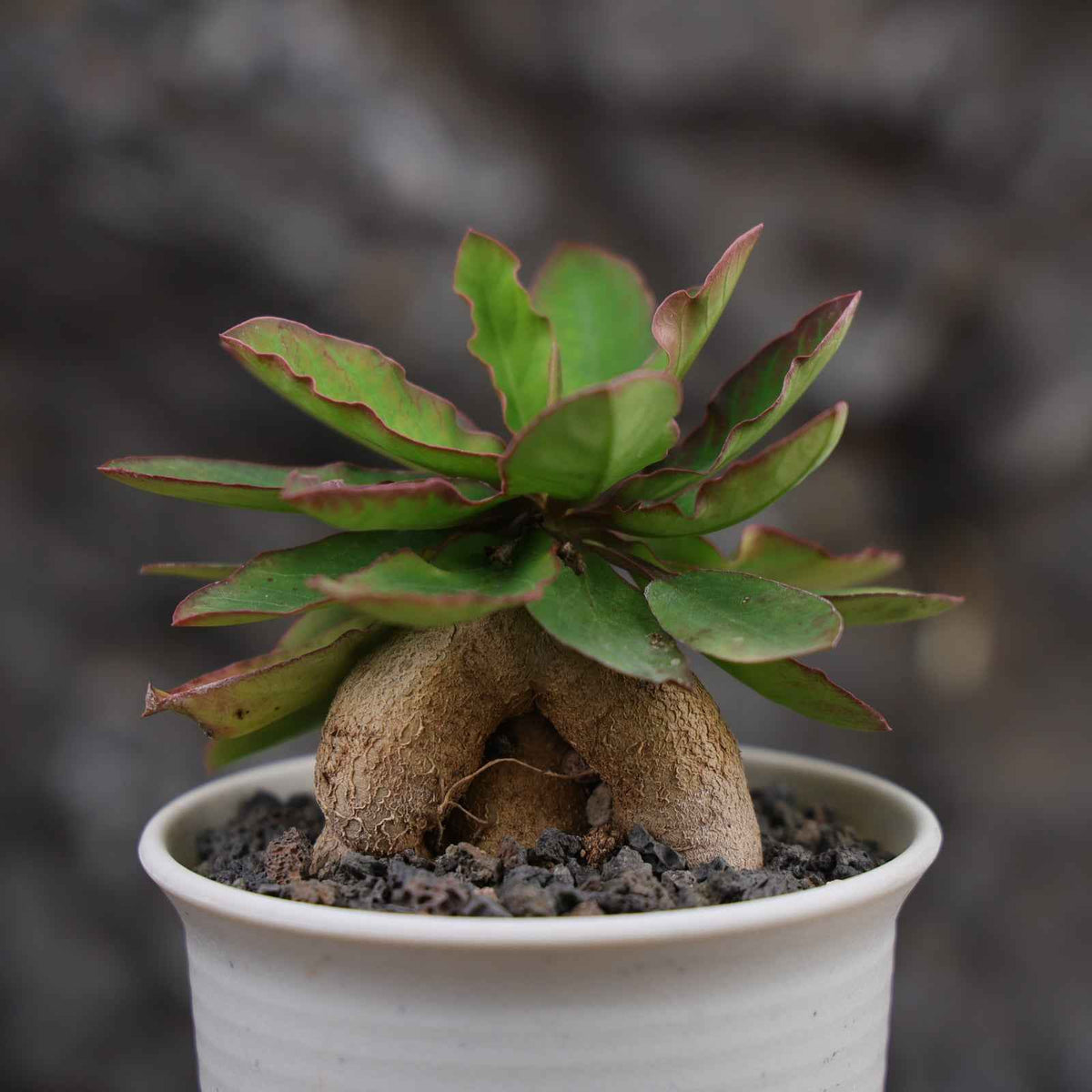 Euphorbia moratii-Euphorbia-H3-4cm-image-1