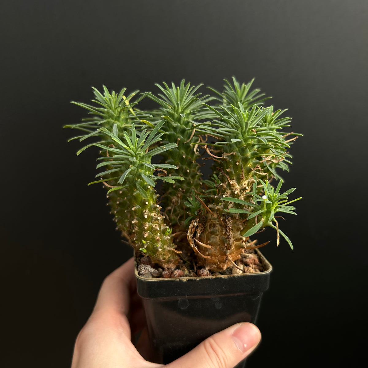 Euphorbia multifolia hybrid |short leaf-Euphorbia-W5-10cm-image-1