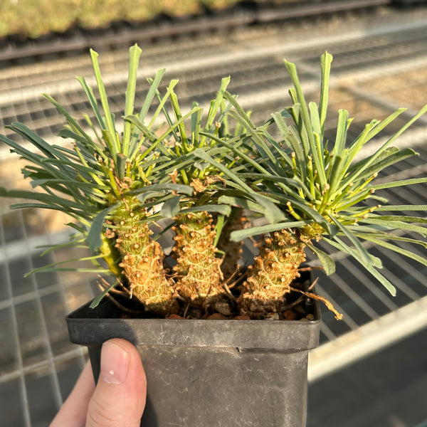 Euphorbia multifolia - BotanicalCollector