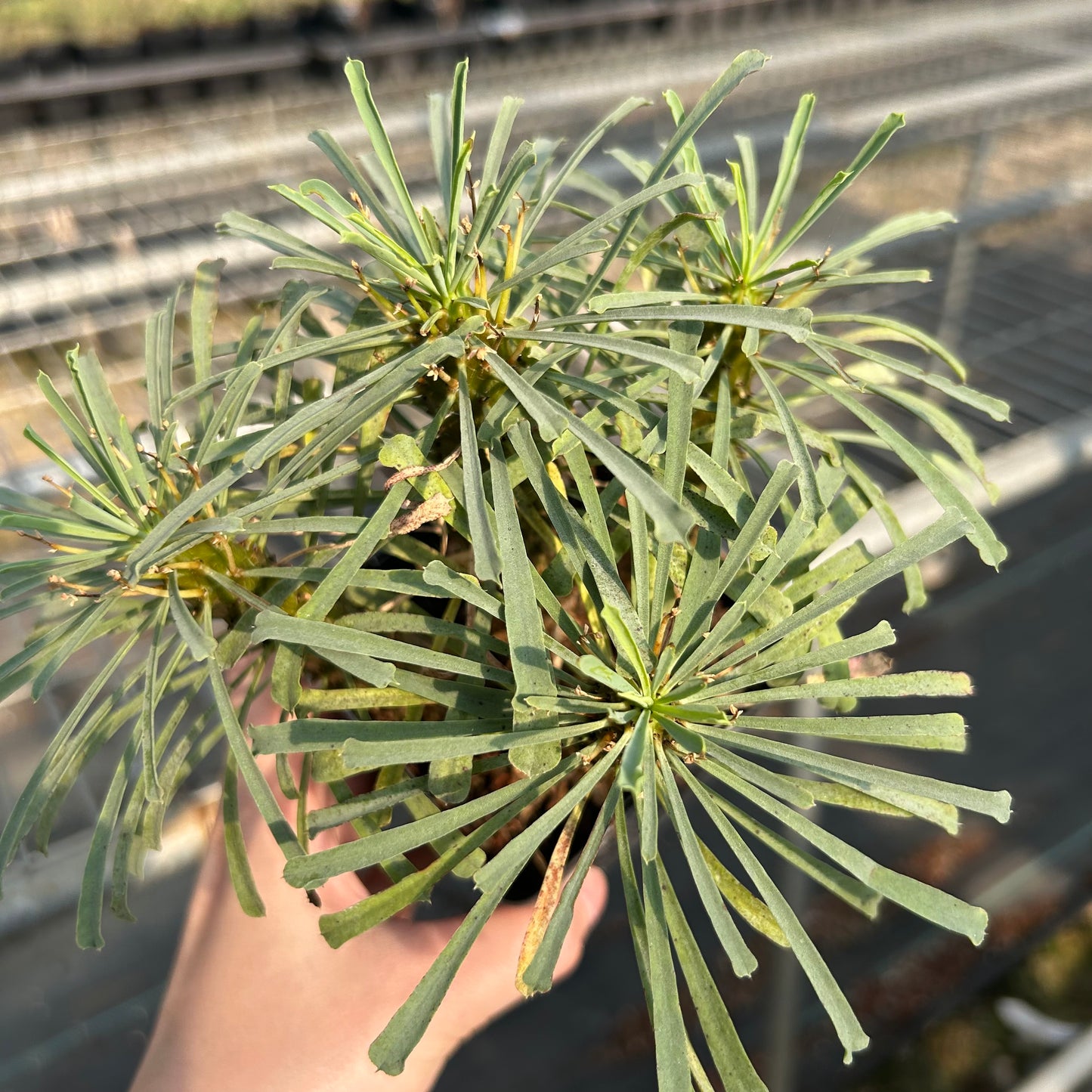 Euphorbia multifolia | Seed-grown | W:4-6cm