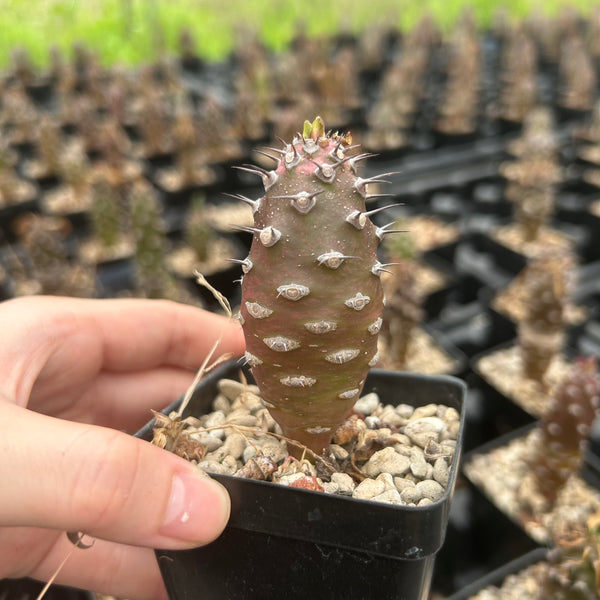 Euphorbia pachypodioides - BotanicalCollector