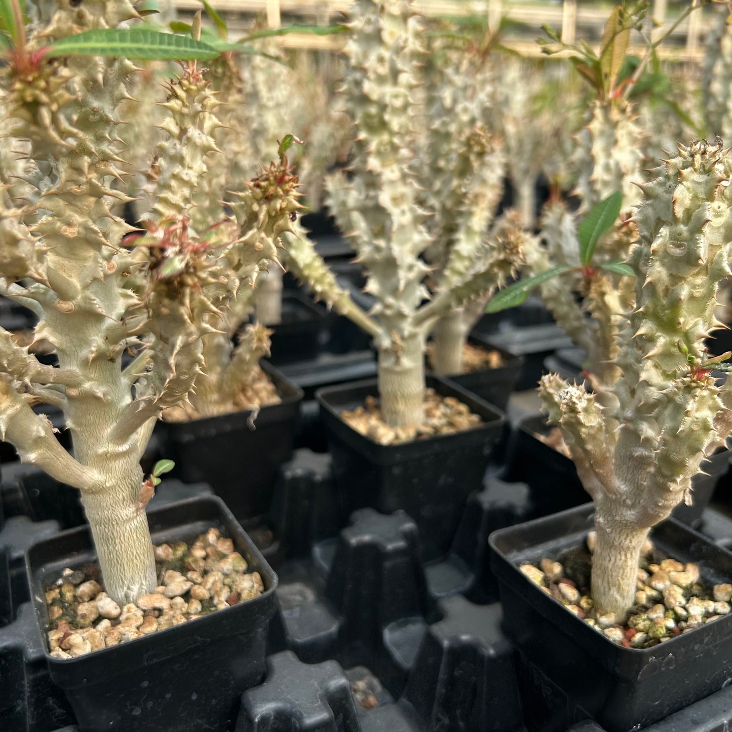 Euphorbia paulianii | Seed-grown | H:5-10cm