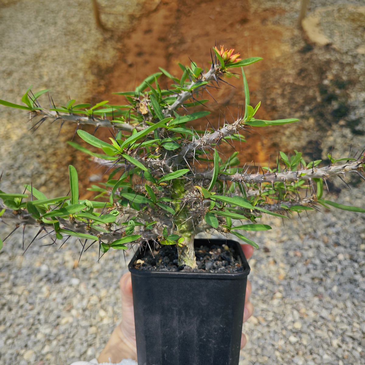 Euphorbia pedilanthoides-Euphorbia-H5-10cm-image-4
