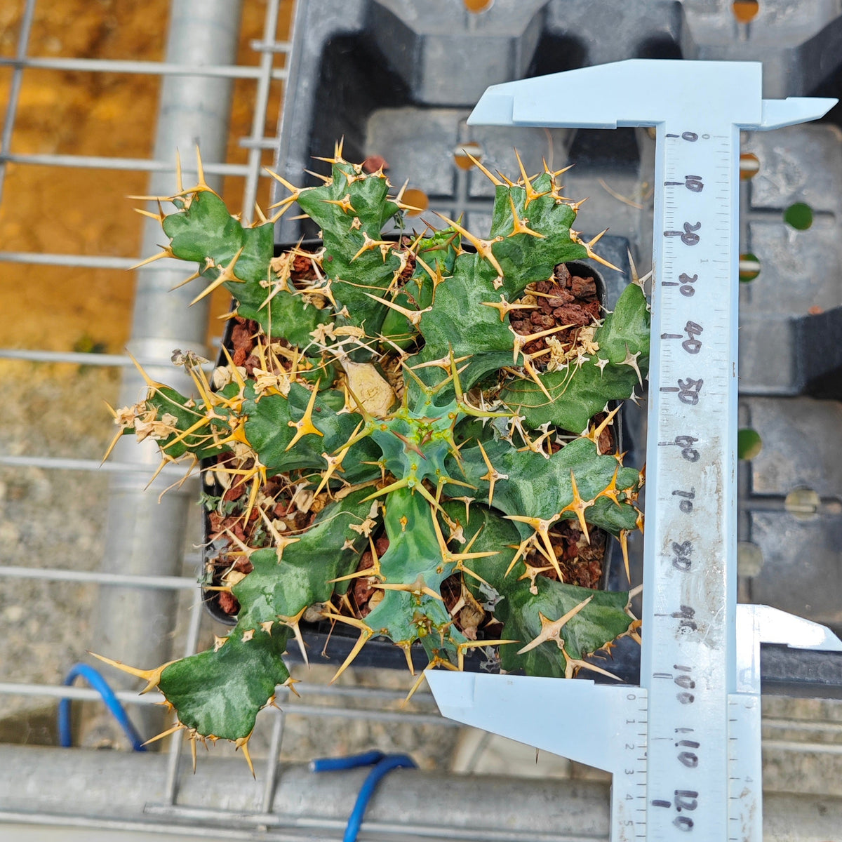 Euphorbia persistens-Euphorbia-W6-8cm-image-4