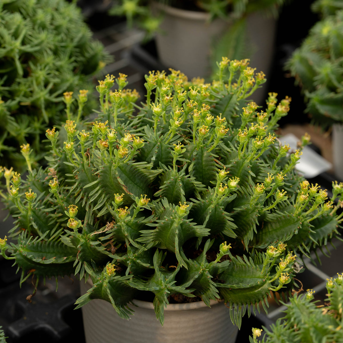 Euphorbia pulvinata-Euphorbia-W10-15cm-image-2