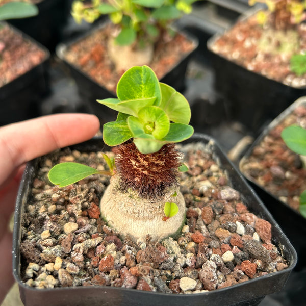 Euphorbia ramena - BotanicalCollector